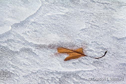 Leaf In Ice_02659.jpg - Rideau Canal Waterway photographed near Smiths Falls, Ontario, Canada.